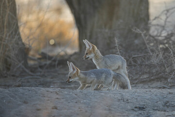 Young Cape fox puppy interacting with its family in the arid Kalahari Desert