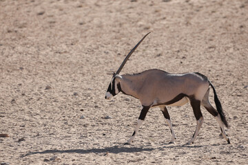 Gemsbok walking through the dry Kalahari Desert