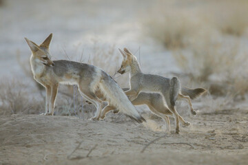 Young Cape fox puppy interacting with its family in the arid Kalahari Desert