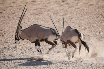 Gemsbok antelope fighting each other in the arid Kalahari Desert