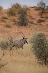 Gemsbok antelope walking through seasonal summer grass of the Kalahari Desert
