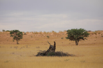Dead thorn tree in the grassland of the Kalahari Desert