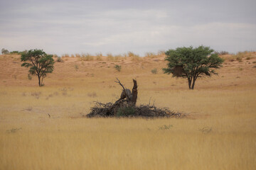 Dead thorn tree in the grassland of the Kalahari Desert