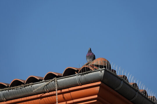 A pigeon behid roof fence spikes to combat the spread of pigeons and their nests