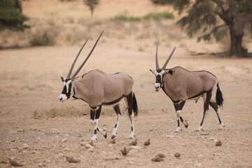 Gemsbok walking through the dry Kalahari Desert