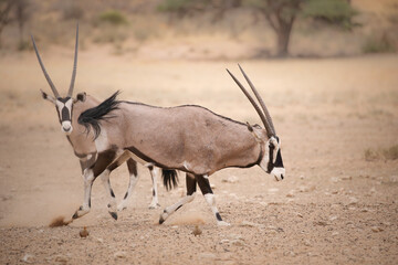 Gemsbok antelope fighting each other in the arid Kalahari Desert