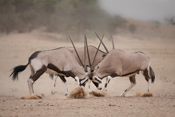 Gemsbok antelope fighting each other in the arid Kalahari Desert