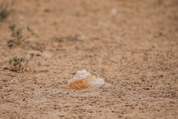 Single ostrich feather lying on the sand of the Kalahari Desert