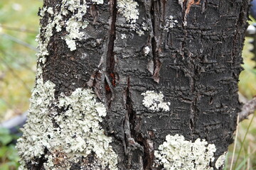 A detailed look at a tree trunk showcasing intricate bark patterns and green lichen growth. Sunlight filters through the leaves