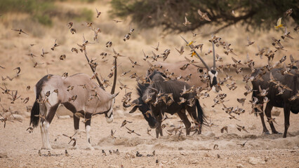 Gemsbok and wildebeest standing off for who gets to drink water in the dry Kalahari Desert