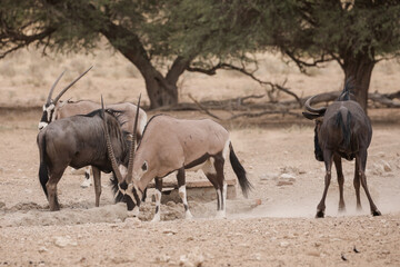 Gemsbok and wildebeest standing off for who gets to drink water in the dry Kalahari Desert