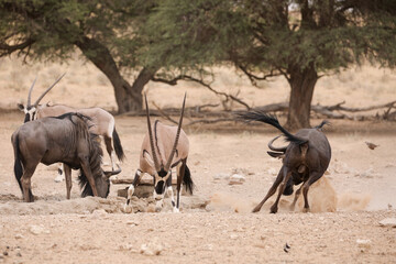 Gemsbok and wildebeest standing off for who gets to drink water in the dry Kalahari Desert