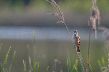A Voice in the Marsh: Great Reed Warbler