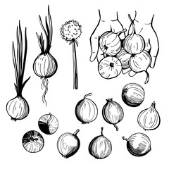 Hand-drawn onions set. Vector sketch illustration