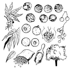  Hand-drawn Sapindus saponaria  tree ( wingleaf soapberry, western soapberry, jaboncillo,sulluku.  Vector sketch illustration.