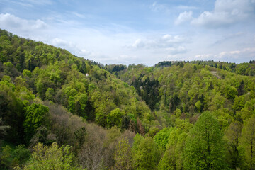 Spring green woods at Podsreda in Slovenia