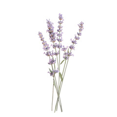 Obraz premium Lavender flower bouquet isolated on transparent background