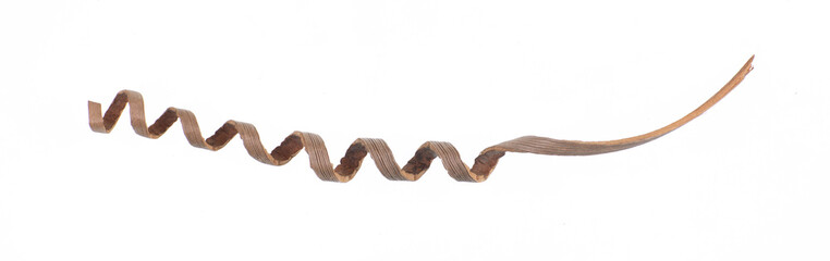 vintage dry decorative branches isolated on white background