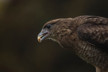 Imagen editorial de un ave rapaz comiendo un maní. Fotografía tomada en la naturaleza con fondo...