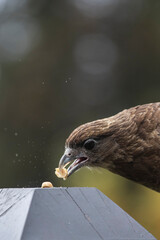 Imagen editorial de un ave rapaz comiendo un maní. Fotografía tomada en la naturaleza con fondo...