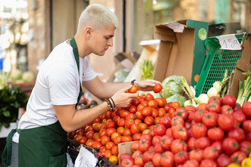 Young guy seller in apron puts fresh tomatoes on display at vegetable market