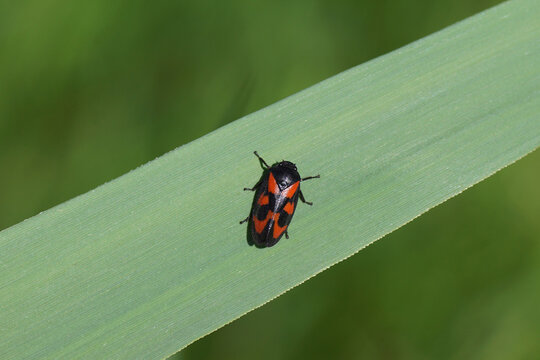 Black-and-red froghopper, red-and-black froghopper (Cercopis vulnerata) on a reed leaf. Family Cercopidae. Spring, Netherlands, May