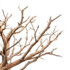 Fototapeta premium Dry tree branches against a sky on white background