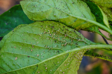Aphids that feed on the underside of leaves to suck nectar, aphids on the inside of the leaf....