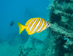 The Western Footballer - footballer sweep fish on HMAS Swan shipwreck, Dunsborough, Western Australia, Australia