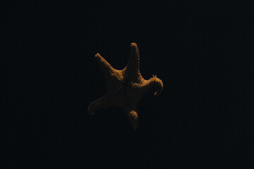 Seastar