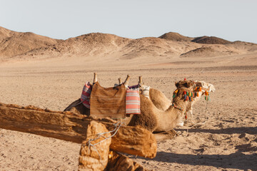 Fototapeta premium Camel with colorful decorative saddle resting in desert sand. Traditional middle east transport in hot dry climate for exotic travel, adventure, arid landscape, animal lifestyle, and drought concept.
