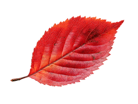 Simple Red Pin Icon on White Background