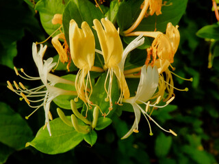 Close up of sweetly scented  Honeysuckle (Lonicera japonica) flowers
