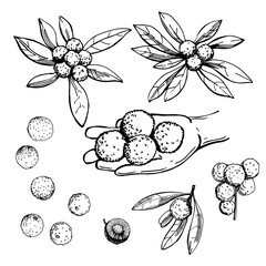 Hand-drawn  Chinese bayberry tree (Myrica rubra, Chinese Strawberry, Japanese Bayberry , Mýrica rúbra).  Vector sketch illustration