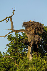 Stork rests tree nest spring meadow golden sunset light. Symbol of nature, peaceful scene, new life, and seasonal harmony. Birdwatching in Czech Republic.