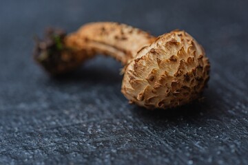 Soft selective focus- mushrooms background. DOF- small depth of field