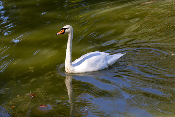 Beautiful white swan floats in pond