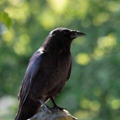 raven on a branch