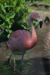 pink flamingo in the water