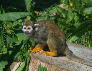 Small monkey in a forest