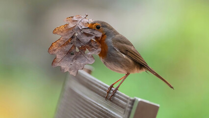 robin bird perched on a chair with leaf in beak for nesting 
