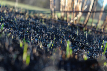 New Life Emerges from Burned Ground