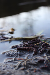 Close-up view of algae and sediment in a calm pond