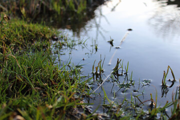 Serene Reflection of Water and Grass in Sunlight
