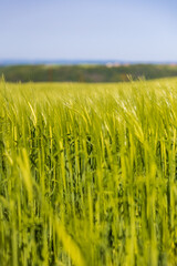 Field of barley still green in spring on the heights around the village of Ambialet in the Tarn valley