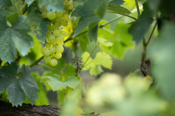 White grapes hanging on vine among green leaves
