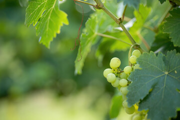 Green grapes growing on vine in summer sunlight
