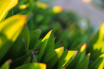 Close-up of vibrant green leaves in sunlight