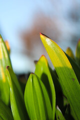 Close-up of vibrant green leaves in sunlight