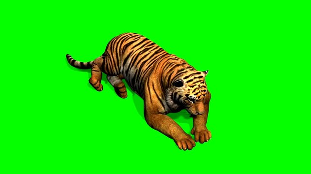 zebra on white background